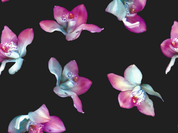 Geschenkpapier Orchidee